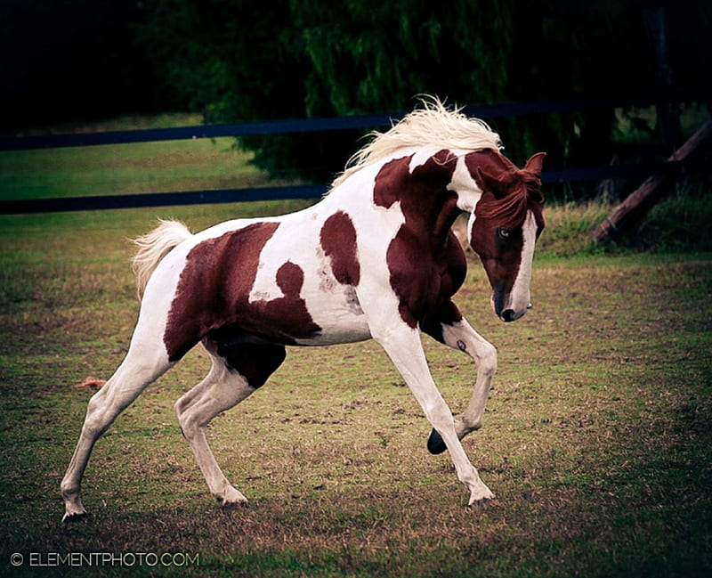 Chestnut Tobiano, stallion, cavalo, horse, animals, HD wallpaper