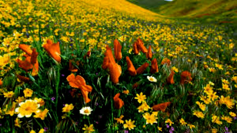 Yellow Flowers Meadow, Yellow, Flowers, Meadow, Nature, HD wallpaper