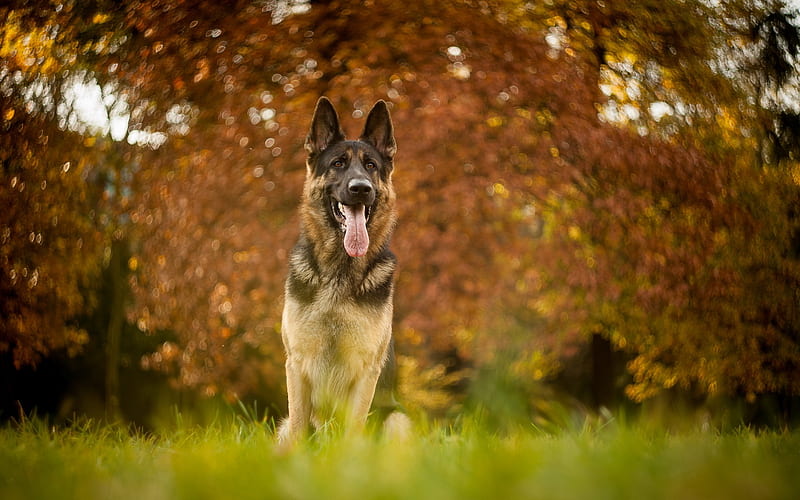 German Shepherd, lawn, bokeh, cute animals, summer, dogs, German Shepherd Dog, pets, HD wallpaper
