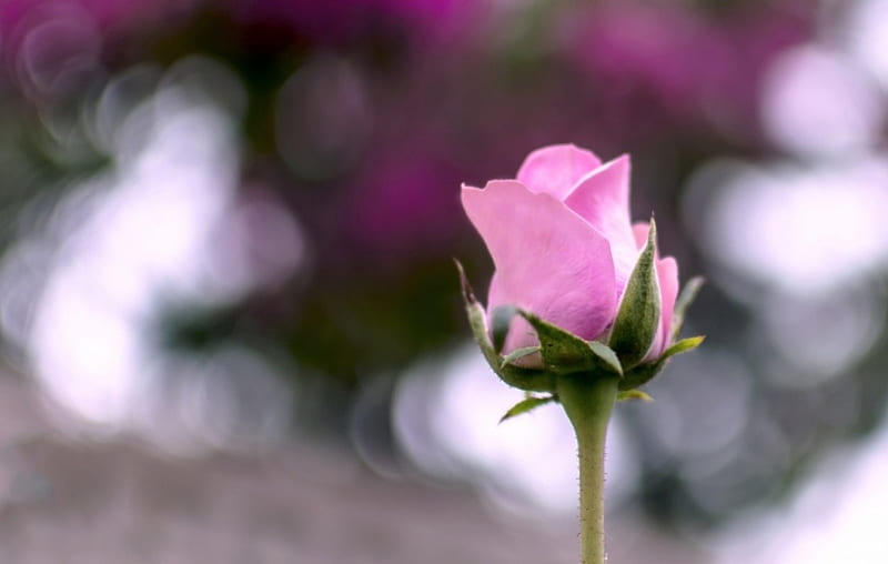 Pink Rose Closeup, Closeup, Colors, Rose, Pink color, Flower, HD wallpaper
