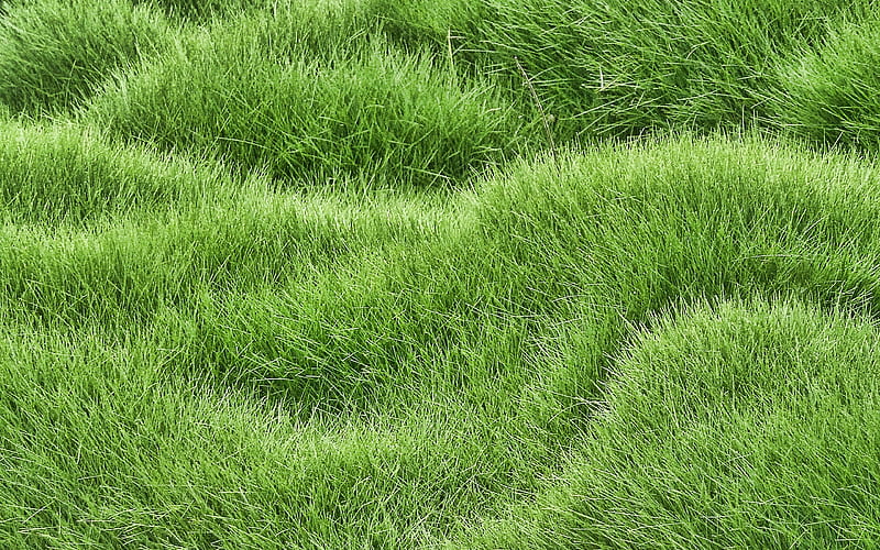 green grass wavy texture plant textures, green backgrounds, close-up, grass textures, green grass, green grass texture, grass backgrounds, macro, HD wallpaper