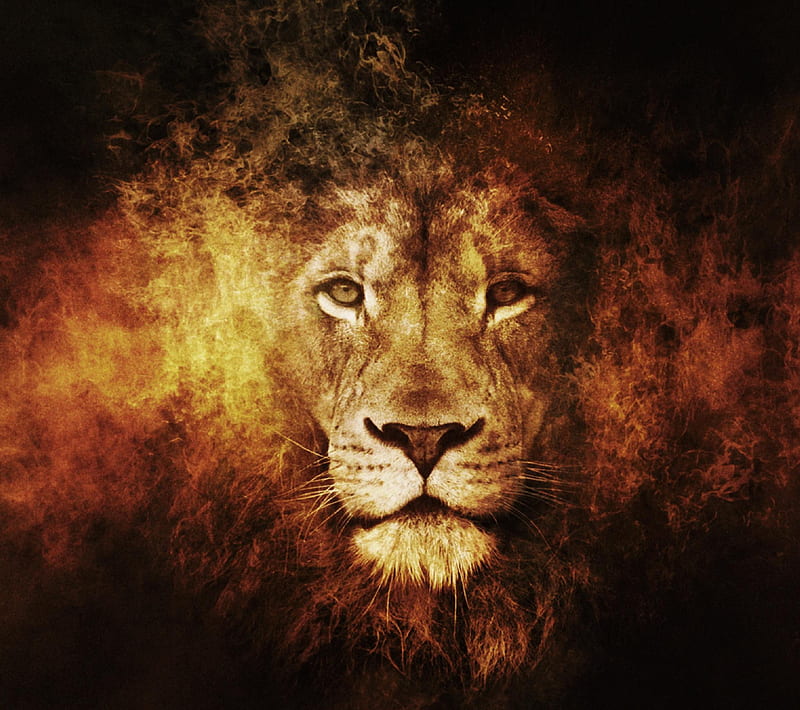 LION, animal, fire, orange, wild, HD wallpaper