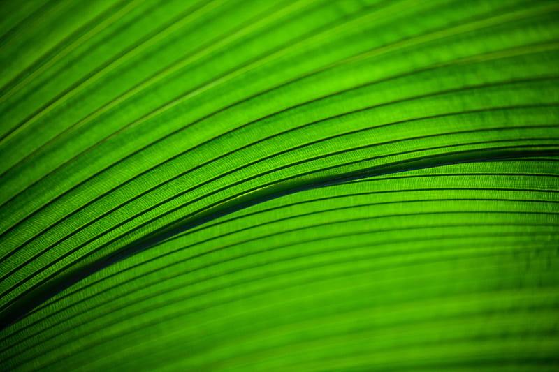 leaf, macro, stripes, veins, HD wallpaper