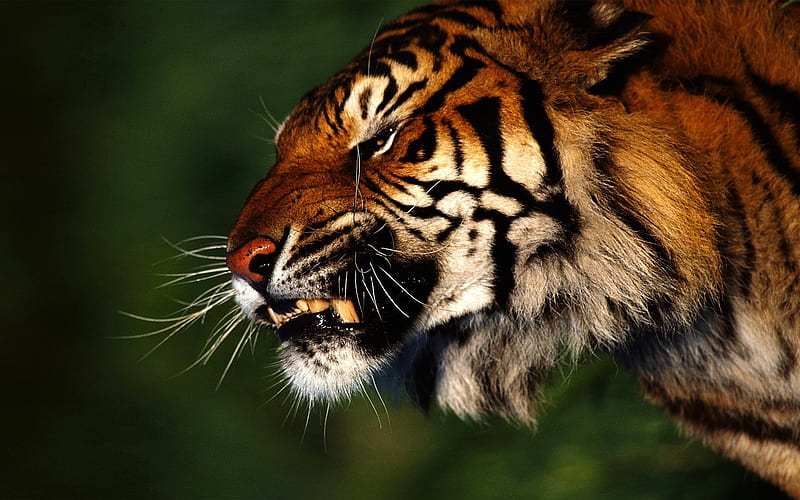 DON'T MAKE ME ANGRY!, wild, face, tiger, fierce, anger, snarl, cat, HD wallpaper