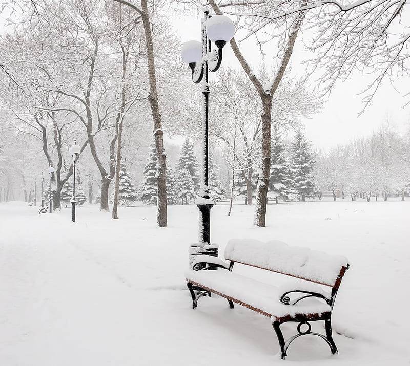 Winter Park, bench, landscape, park trees, snow winter, HD wallpaper