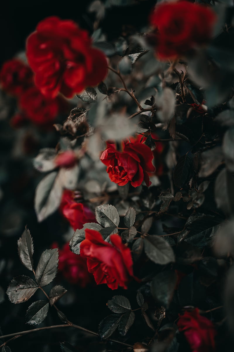 roses, flowers, red, plant, bush, HD phone wallpaper