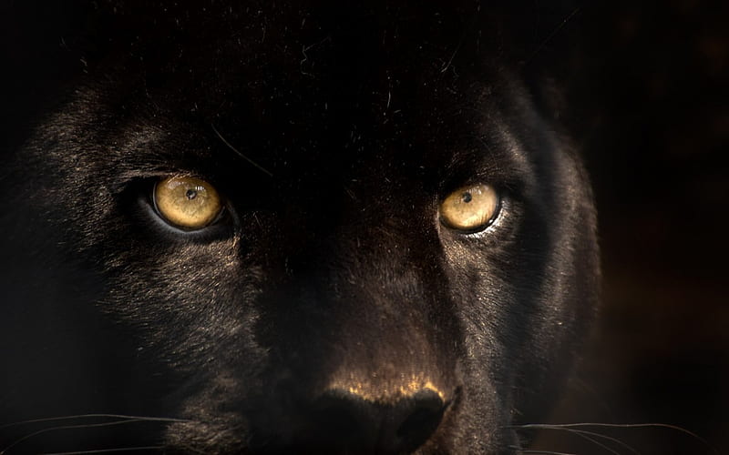 Pantera negra, salvaje, ojos dorados, negro, pantera, animal, Fondo de  pantalla HD | Peakpx