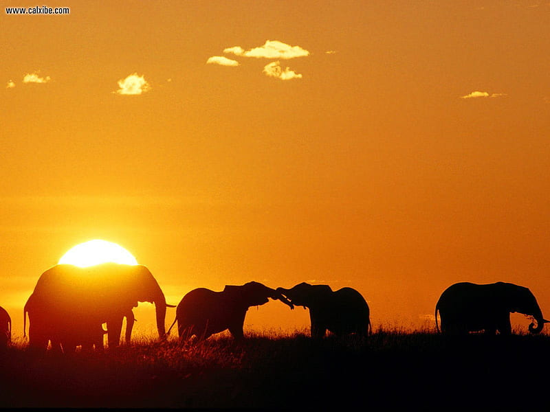 Sunny Elephants, sunset, trunk, elephant, african, HD wallpaper