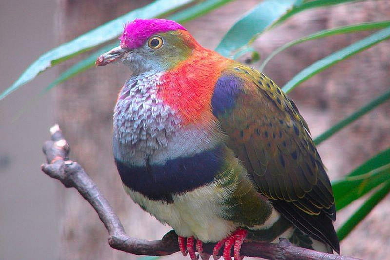 A Pretty and Plump Fruit Dove, colorful, dove, nature, bird, HD wallpaper