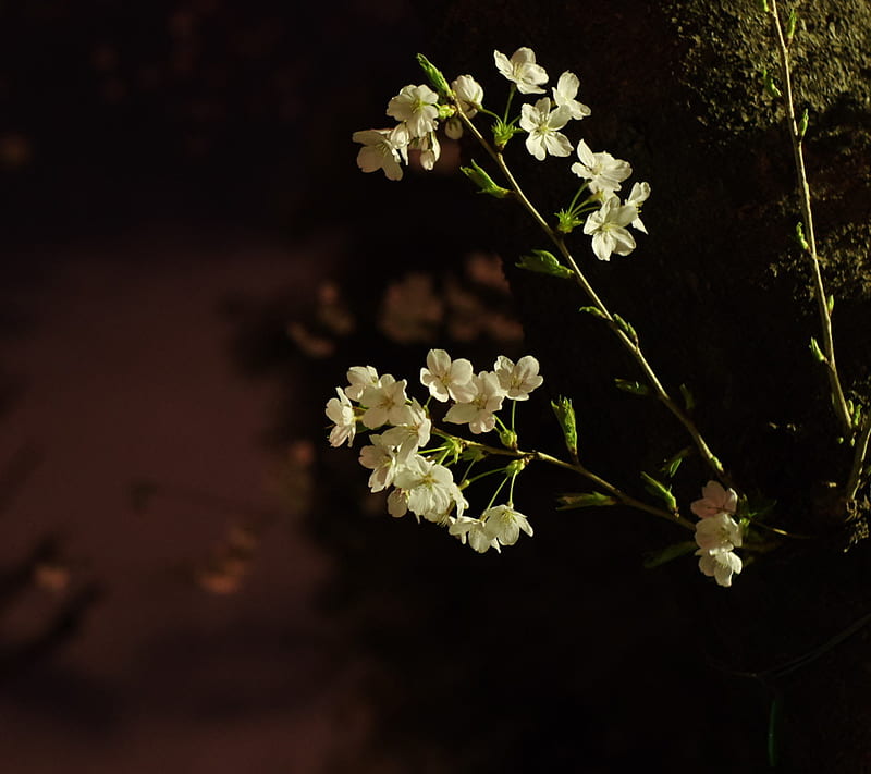 Night Cherry Blossom, HD wallpaper