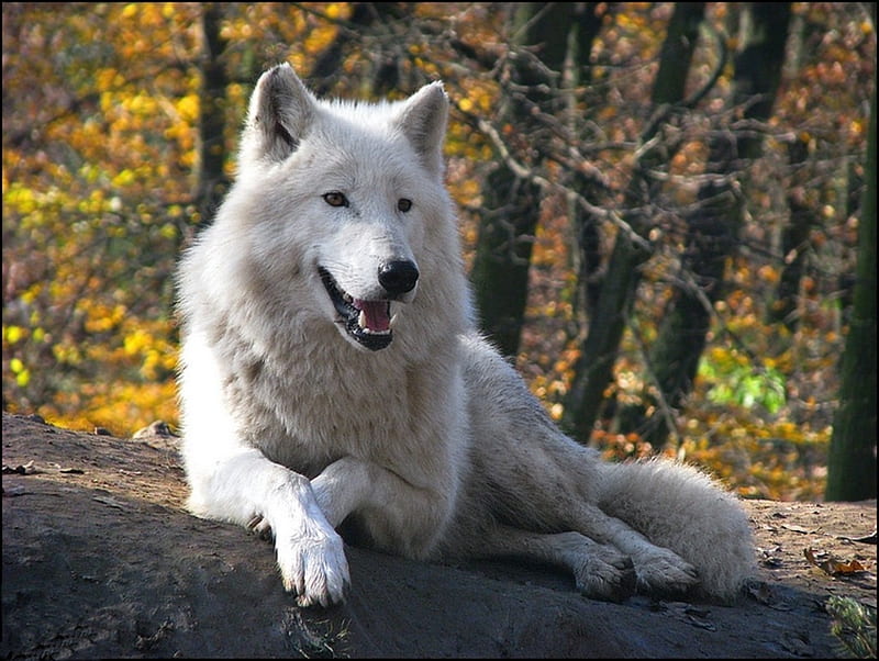 Beautiful White Wolf, forest, wolf, white, wolves, animals, animal, HD wallpaper