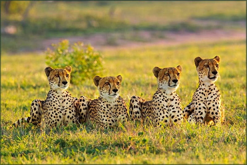 Cheetah In Meadow Background Images, HD Pictures and Wallpaper For