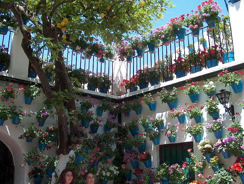 patio, andalucia, lemon tree, flowers, cordoba, spain, HD wallpaper