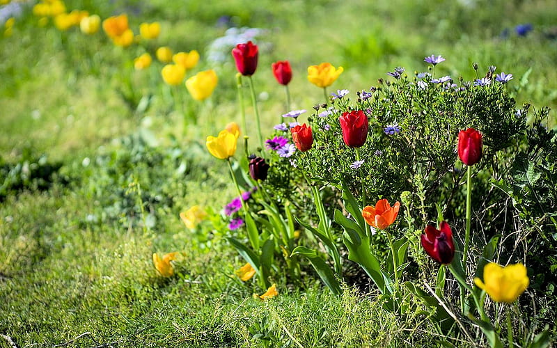 Colorful Tulips, pretty, Meadow, Tulip, Flower, HD wallpaper