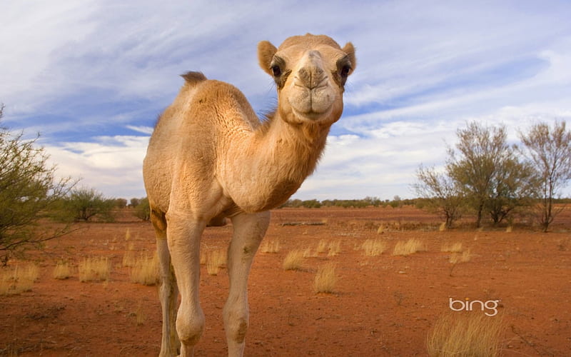 Dromedary wandering through the desert Western Australia, Wandering, The, Desert, Through, Camel, Western, Australia, HD wallpaper