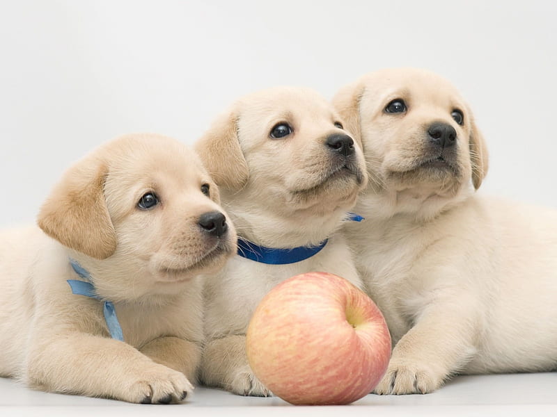 Three Puppies, apple, puppies, labrador, trio, dog, animal, HD wallpaper |  Peakpx