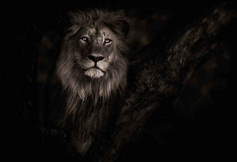 Lion, monochrome, leu, animal, HD wallpaper | Peakpx
