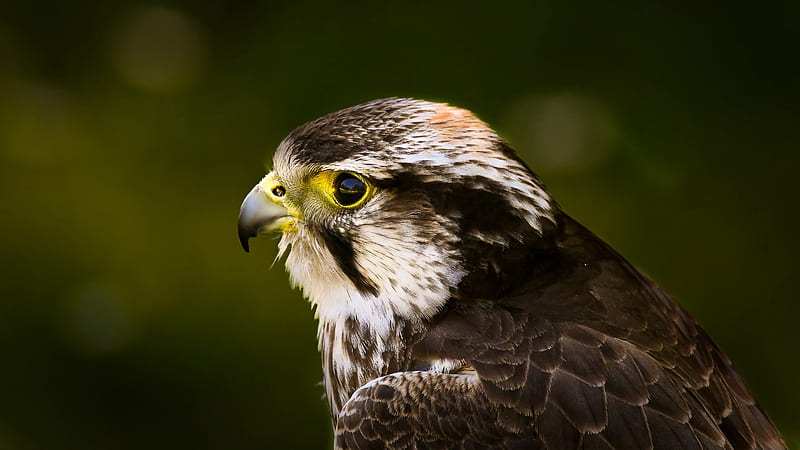 Peregrine Falcon, prregrine falcon, graphy, bird, animal, falcon, HD wallpaper