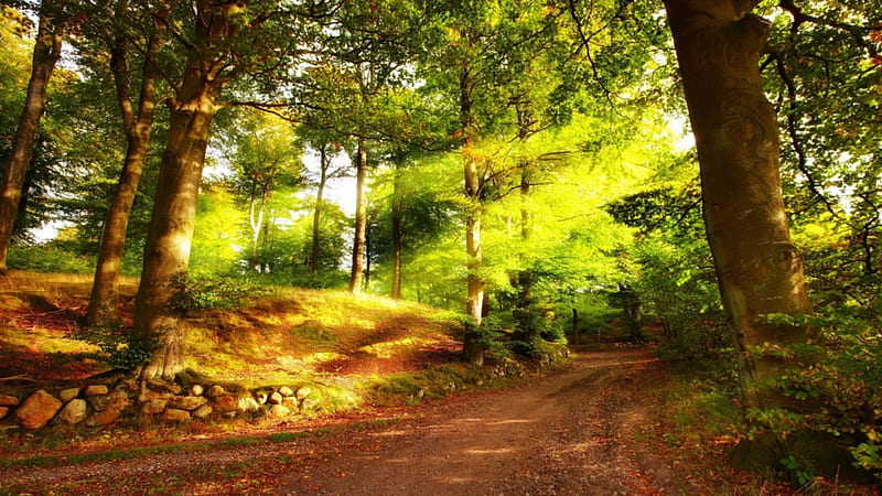 A Bright Morning Light, forest, warm, sun, trees, leaves, stones, daylight, bright, summer, path, day, nature, morning, road, light, HD wallpaper