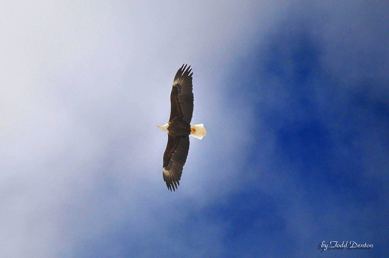 Eagle Lookout, eagle, bald eagle, partly cloudy sky, soaring, HD wallpaper