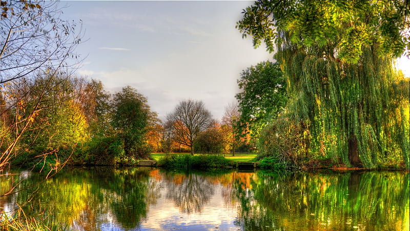 wonderful willow on a park lake r, park, reflection, trees, lake, HD wallpaper