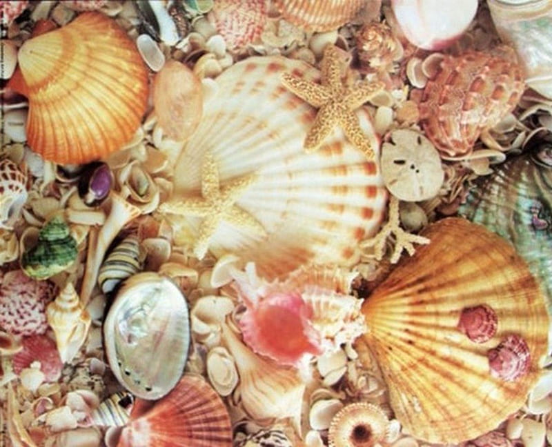 seashells, sand, mussels, mix, shells, sea, HD wallpaper