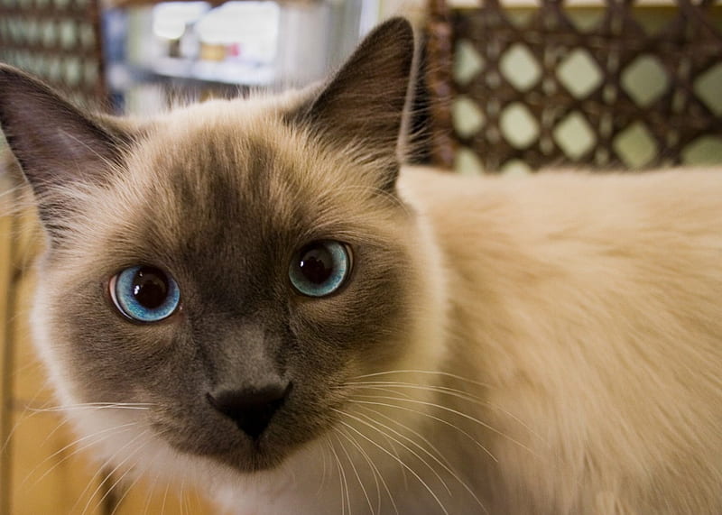 *** Cat with beautiful blue eyes ***, niebieskie, oczy, kot, zwierzeta, koty, HD wallpaper