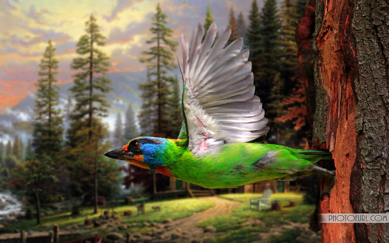 Bird in Flight in Forest, graphy, flying, birds, forests, abstract, animals, HD wallpaper