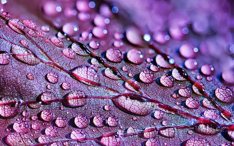 pink, texture, autumn, water drips, purple, leaf, HD wallpaper