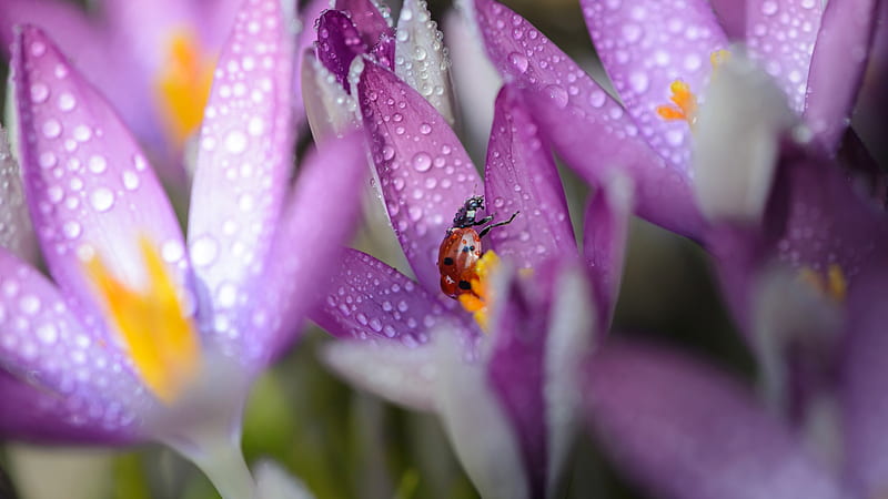 Crocus Flower With Water Drops And Insect Ladybug Spring, HD wallpaper
