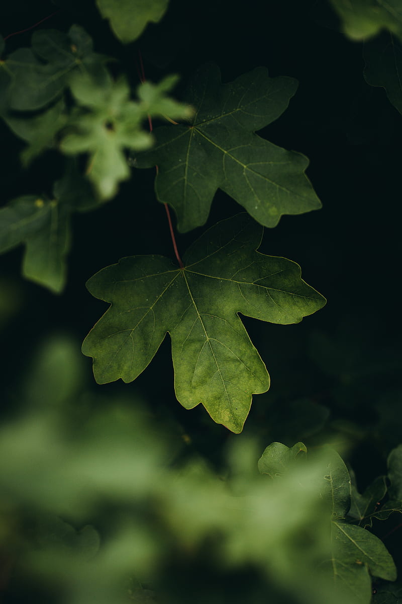 leaves, macro, veins, tree, blur, HD phone wallpaper