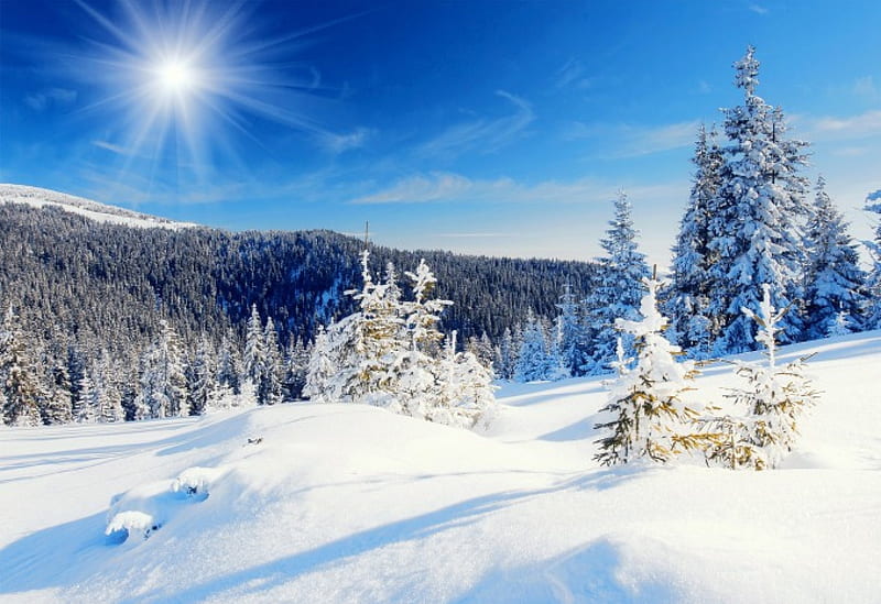Winter sun, glow, sun, dazzling, sunlight, bonito, trees, sky, ski, winter, mountain, rays, snow, slope, nature, sunshine, landscape, HD wallpaper