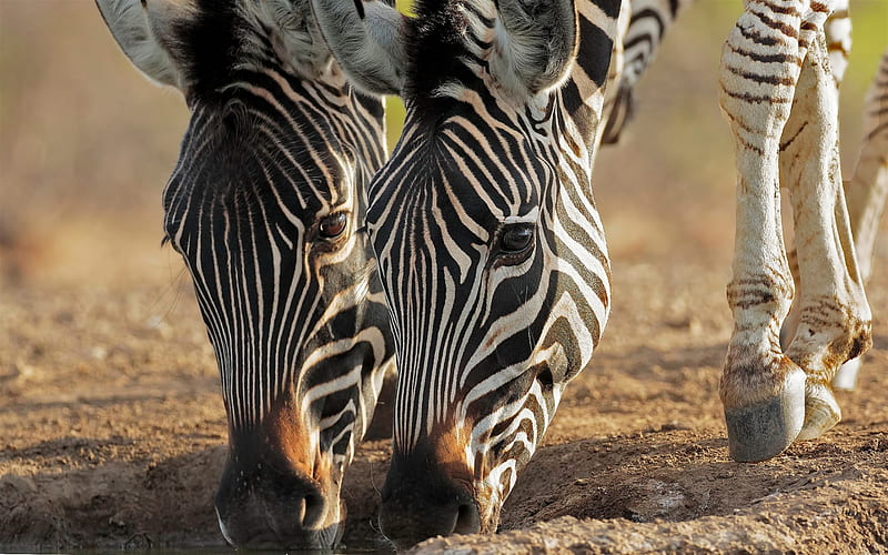 zebra, Africa, wildlife, large animals, HD wallpaper