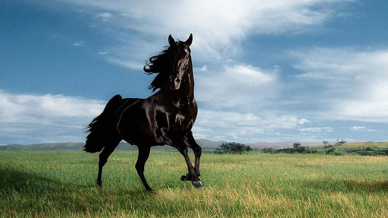 Wild Black Stallion, stallion, wild, black, horses, animal, HD wallpaper