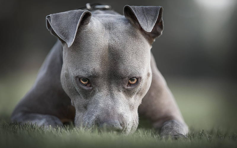 American Pit Bull Terrier close-up, gray Pit Bull, angry dog, pets, dogs, Pit Bull Terrier, funny dogs, Pit Bull, HD wallpaper