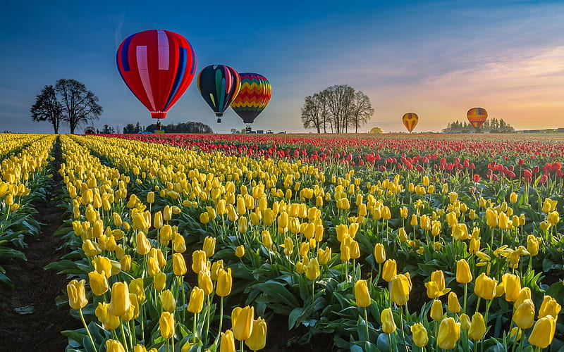 Hot air and balloons over tulip field, Tulips, Fields, Flowers, Ballons, HD wallpaper