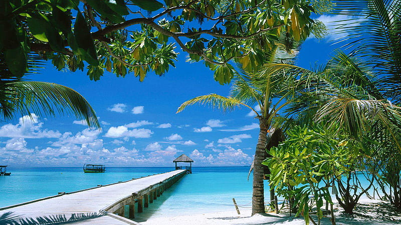 White Wood Dock Between Ocean Palm Trees Under White Clouds Blue Sky Beautiful, HD wallpaper