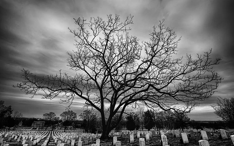 arlington national cemetery in grayscale, tree, cemetery, headstones, clouds, BW, HD wallpaper
