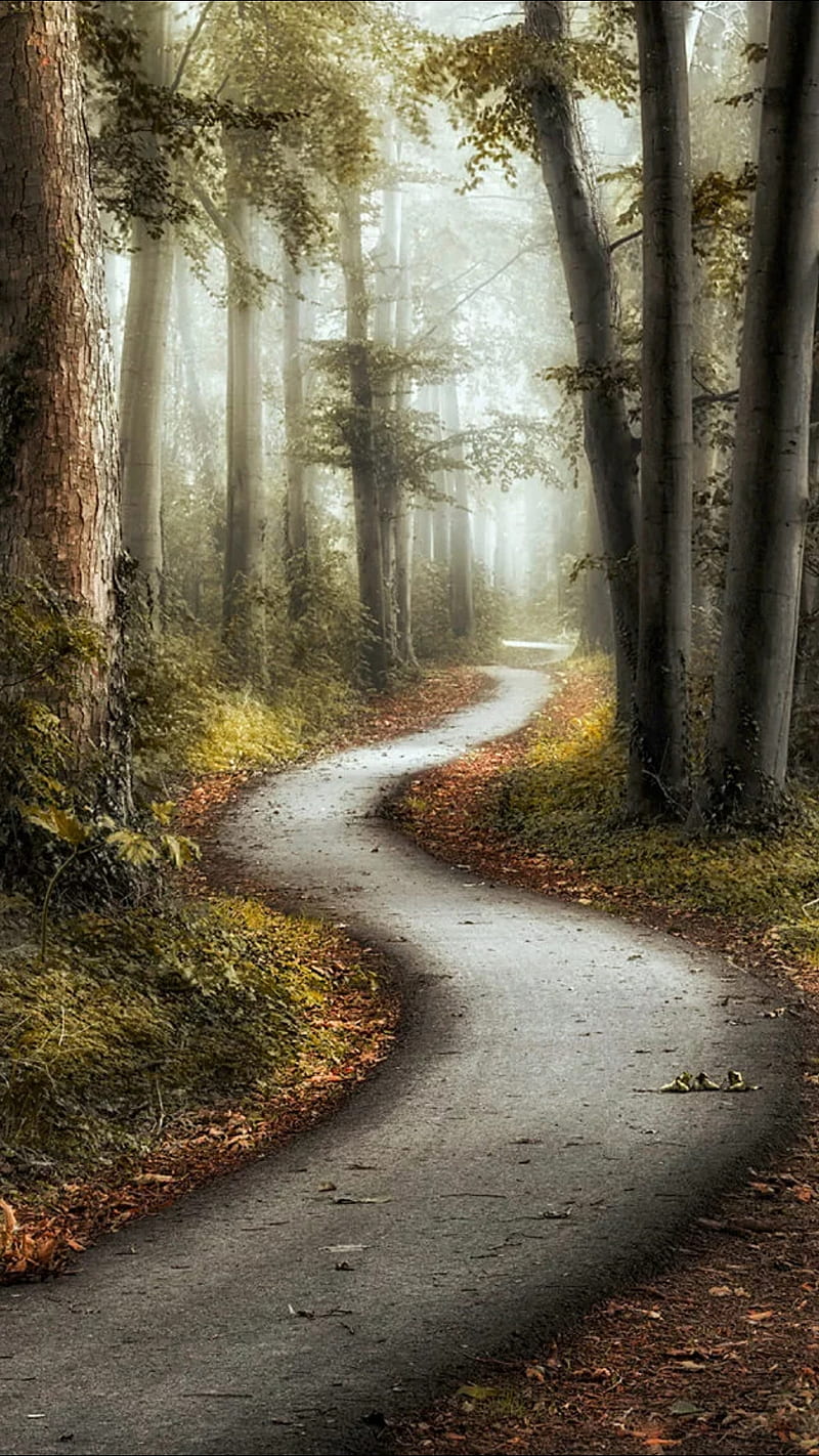 snake road, road, forest, trees, nature, HD phone wallpaper