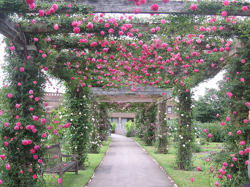 rose garden, pathway, arch, botanical, garden, roses, arbor, HD wallpaper