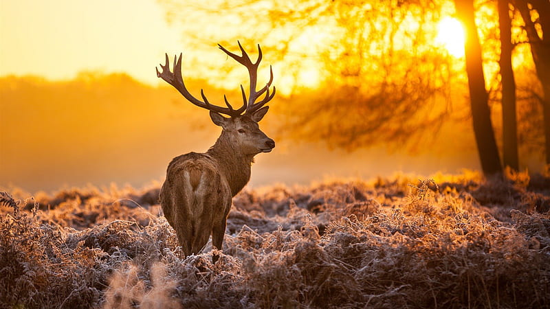 buck in frosty landscape, forest, sunrise, grss, deer, HD wallpaper