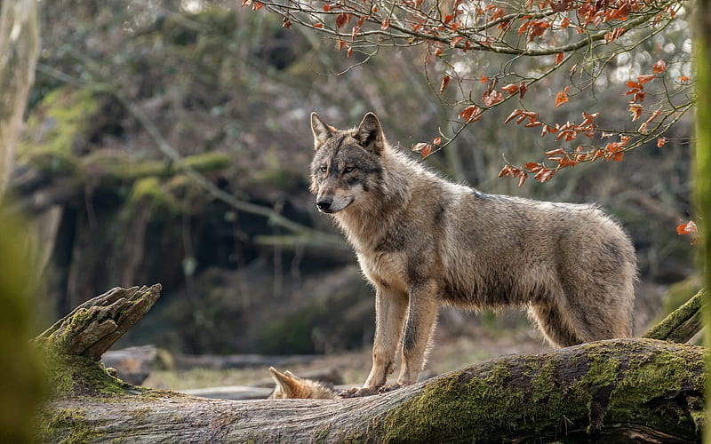 wolf, predators, wildlife, forest, HD wallpaper