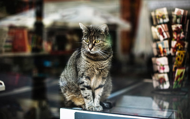 American Bobtail Cat shop-window, pets, domestic cat, cute animals, cats, American Bobtail, HD wallpaper