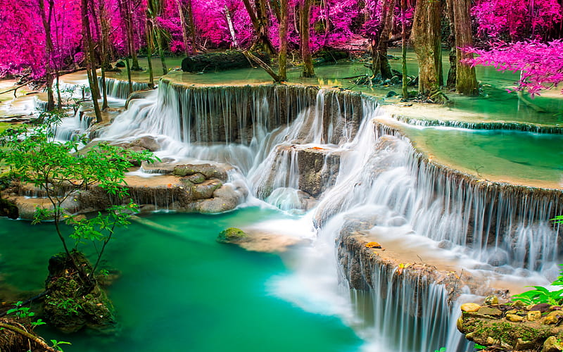 tropical forest, pink trees, lake, Thailand, waterfall, pink forest, HD wallpaper