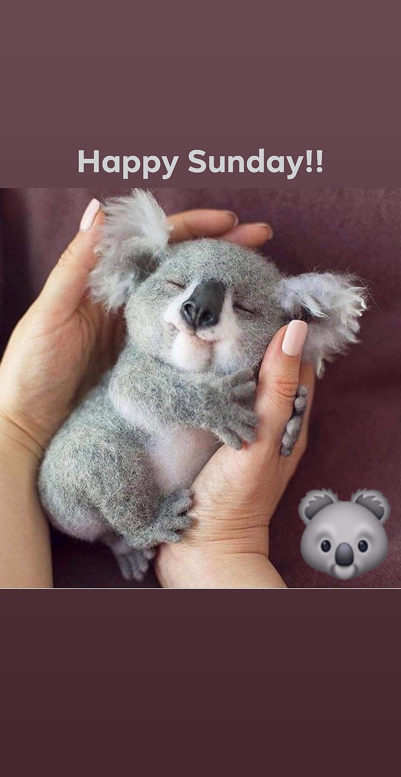 Koala Sunday, tiny, HD phone wallpaper