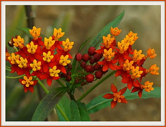 HD milkweed wallpapers | Peakpx