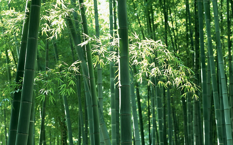 Bamboo Forest, forest, sun, nature, field, bamboo, HD wallpaper