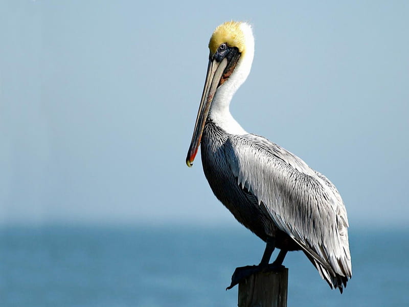 Is this my best side, pelican, bird, gris, yellow, perching, blue, HD wallpaper