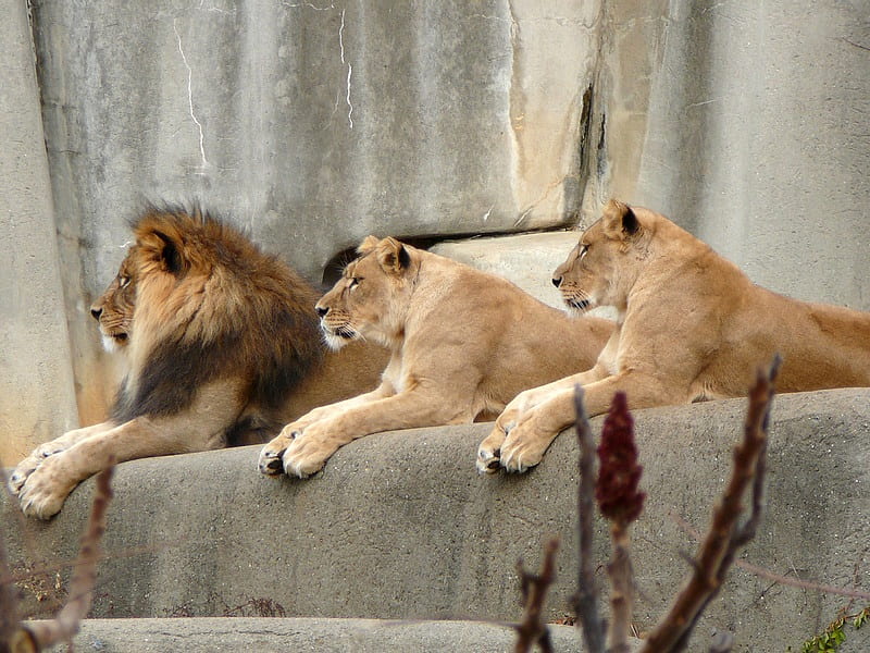 Leones mirando a otra persona, tres, gato, león, piel, Fondo de pantalla HD  | Peakpx