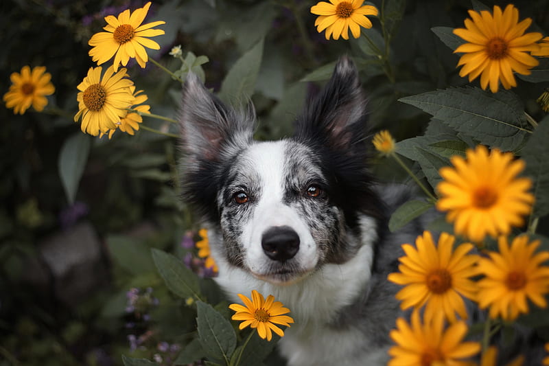 Dogs, Border Collie, Dog, Pet, Yellow Flower, HD wallpaper